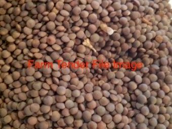 3mt Kelpie Lentil Seed