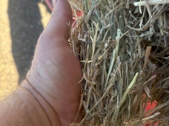 150 mt Oaten Hay 650kg 8x4x3 Bales
