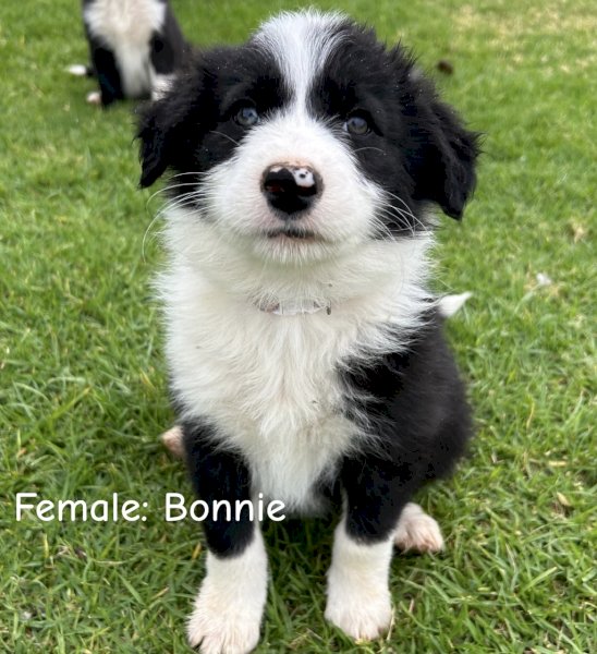 Purebred Border Collie Pup x 1