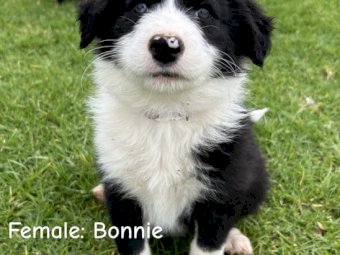 Purebred Border Collie Pup x 1
