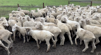 160 x Cross Bred Lambs