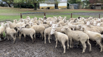 160 x Cross Bred Lambs