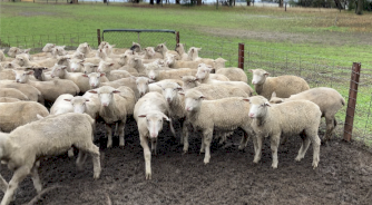 160 x Cross Bred Lambs