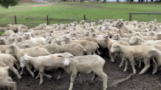 160 x Cross Bred Lambs