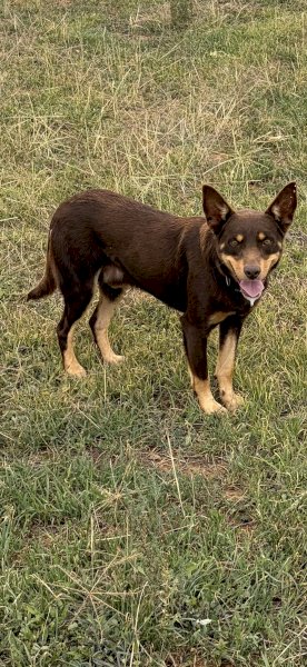 Red and Tan Kelpie Dog