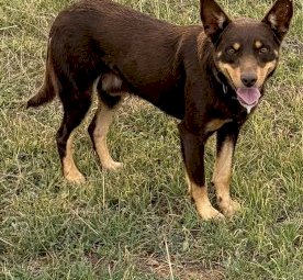 Red and Tan Kelpie Dog