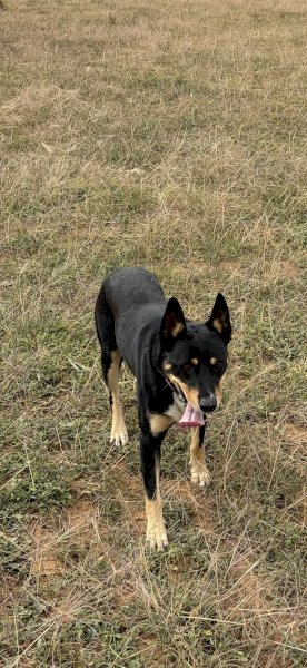 Kelpie Working Dog