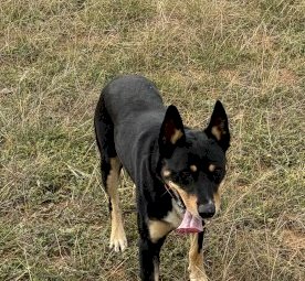 Kelpie Working Dog