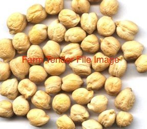 100mt Chickpeas 090