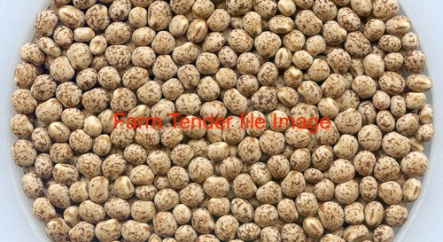 80 mt Lupins