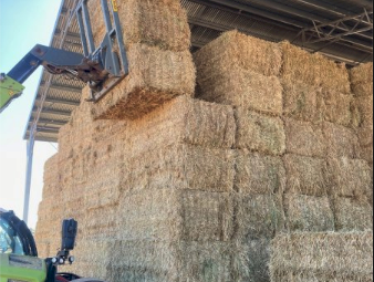8 X Wheaten Hay 8X4X3 Large Square Bales (NO GST)