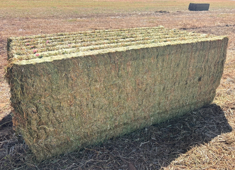 250mt Vetch Hay 630kg 8x4x3 Bales