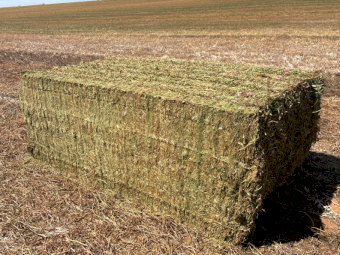 250mt Vetch Hay 630kg 8x4x3 Bales
