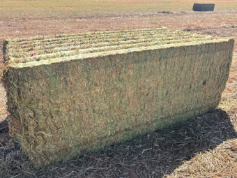 250mt Vetch Hay 630kg 8x4x3 Bales