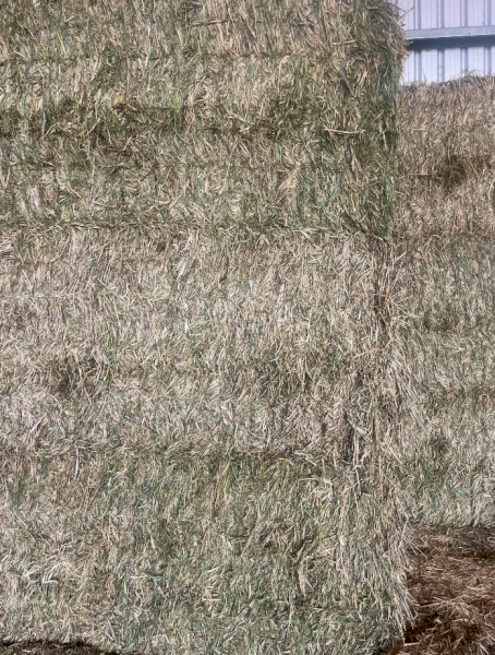30mt Barley Hay 760kg 8x4x3 Bales