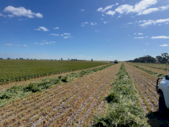 30mt Barley Hay 760kg 8x4x3 Bales