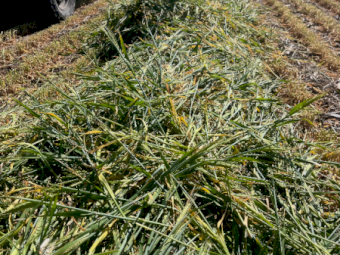 30mt Barley Hay 760kg 8x4x3 Bales