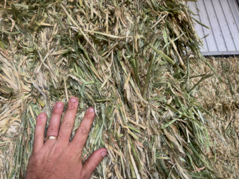 30mt Barley Hay 760kg 8x4x3 Bales