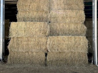 150mt Pasture Hay 500kg 8x4x3 bales