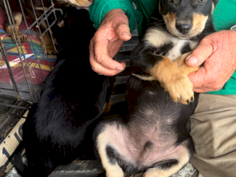 Kelpie Pups x 2