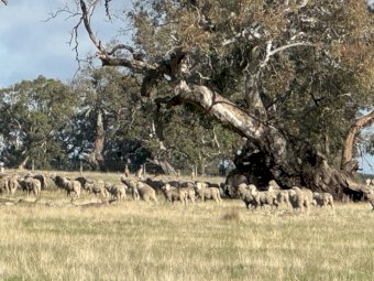 640 acres at Dunkeld VIC for Lease