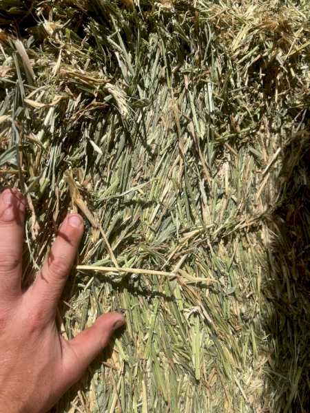 200mt Wheaten Hay 750kg 8x4x3 Bales