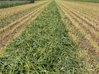 200mt Wheaten Hay 750kg 8x4x3 Bales