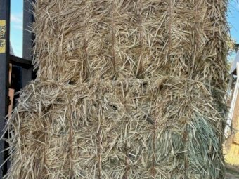 700mt Wheaten Hay 650-700 8x4x3 Bales