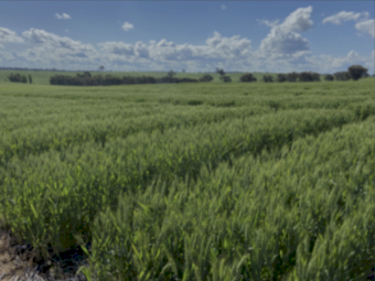 Crop Starter 15 ex Geelong - Available now
