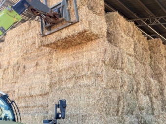 50 x Wheaten Hay 700kg 8x4x3 Bales
