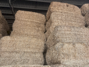 500mt Wheaten Hay 550-600kg 8x4x3 Bales
