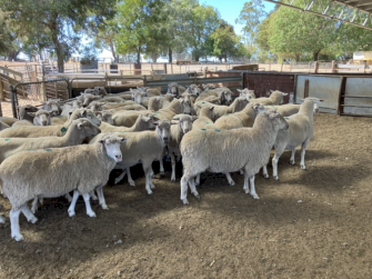 286 four year old Composite Ewes SIL to WS