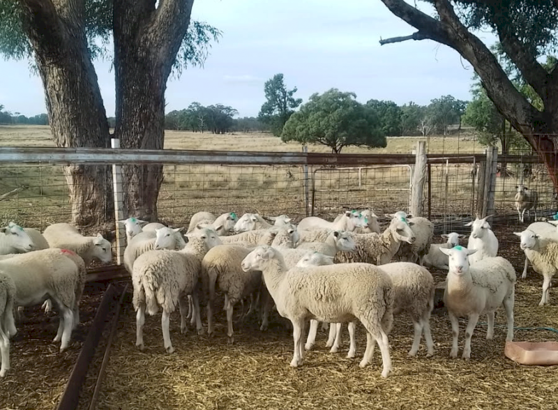 Young Cross Bred Dorper Ewes x 30