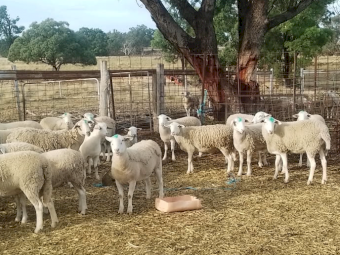 Young Cross Bred Dorper Ewes x 30