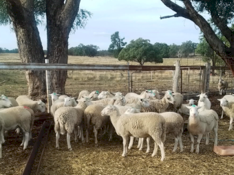 Young Cross Bred Dorper Ewes x 30