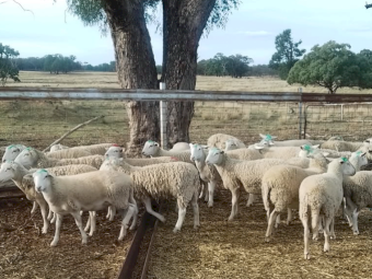 Young Cross Bred Dorper Ewes x 30