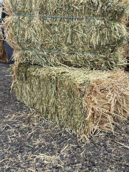 1200 x Oaten Hay Small Square Bales in Baron Packs