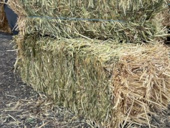 1200 x Oaten Hay Small Square Bales in Baron Packs