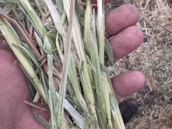 1200 x Oaten Hay Small Square Bales in Baron Packs