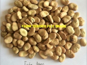 200mt Samira Faba Beans