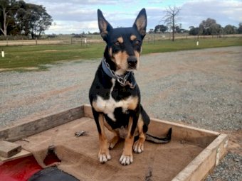 Kelpie Female 3yrs old Black/Tan
