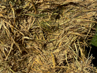 500mt Wheaten Hay 8x4x3 Bales