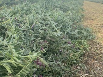 100 mt Vetch Hay 420kg 5x4 Round Bales