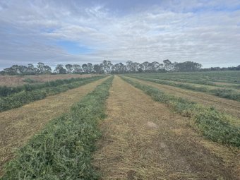 100 mt Vetch Hay 420kg 5x4 Round Bales