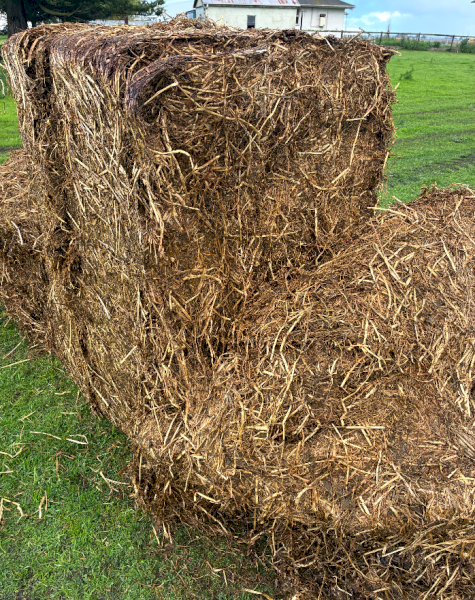 500mt Clover Ryegrass Silage 6x4x3 Bales