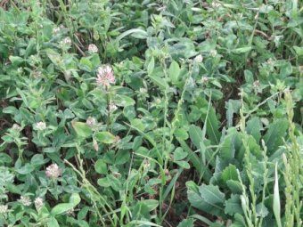 65MT Oaten Lucerne Hay 8X4X3 Large Square Bales