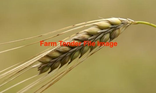 10mt Maximus Barley seed