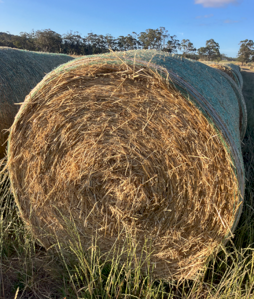 400 x Oaten Hay 400-450kg 5x4 Round Bales