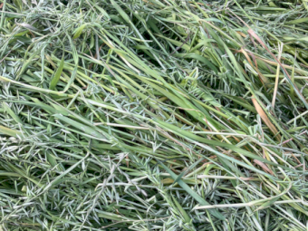 400 x Oaten Hay 400-450kg 5x4 Round Bales