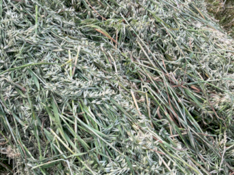 400 x Oaten Hay 400-450kg 5x4 Round Bales